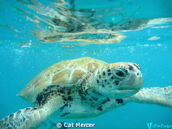 Whilst snorkling in Barbados... I got this lucky shot in ... by Cat Mercer 